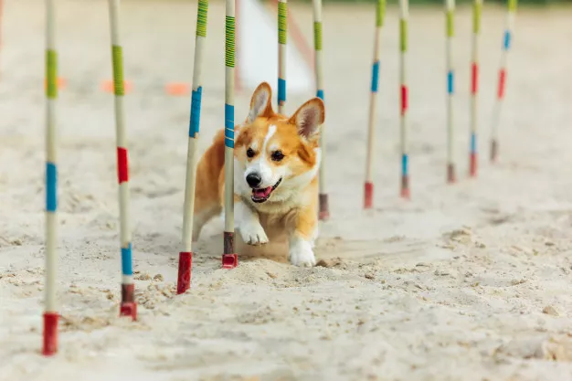 Jak začít s agility a pro jakého psa je vhodné? Vyzkoušejte psí sporty
