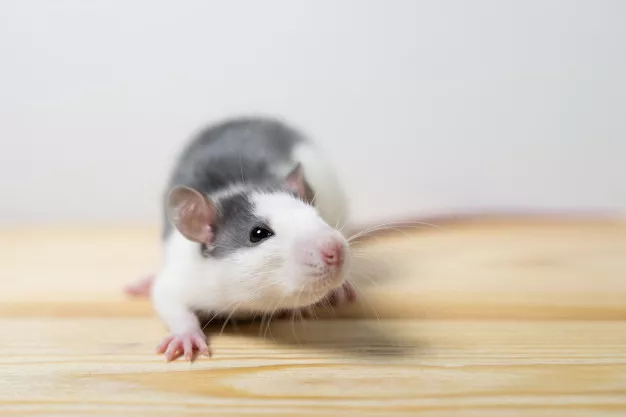 Chov potkana je zábava. Jak můžete chytrého mazlíčka vycvičit?