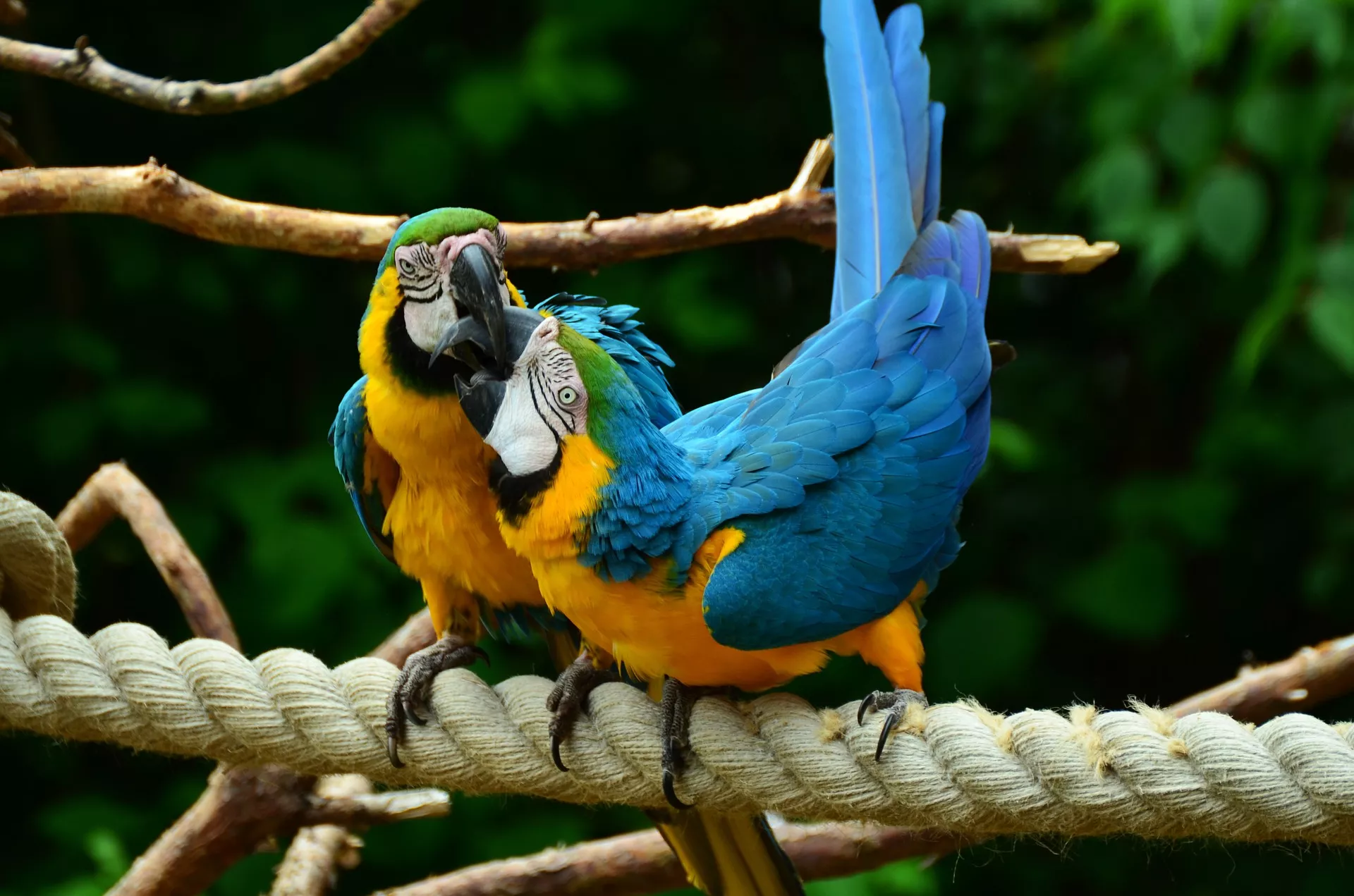 Klece pro velké papoušky – co potřebují na rozdíl od drobných ptáků?