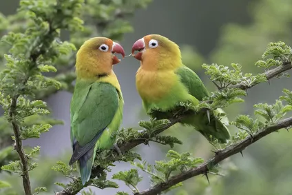 Papoušek agapornis se pyšní pestrým peřím, je aktivním a hravým společníkem