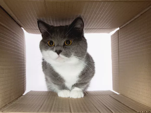 Video návod: Jak vyrobit domeček pro kočky? Použít lze i staré štafle