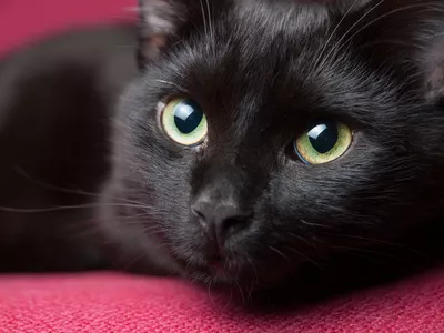 Mýty a pověry o kočkách – má kočka devět životů?
