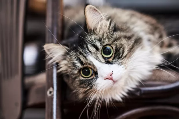 Pozor na selhání ledvin u kočky! Jak kočičí ledviny ochránit?