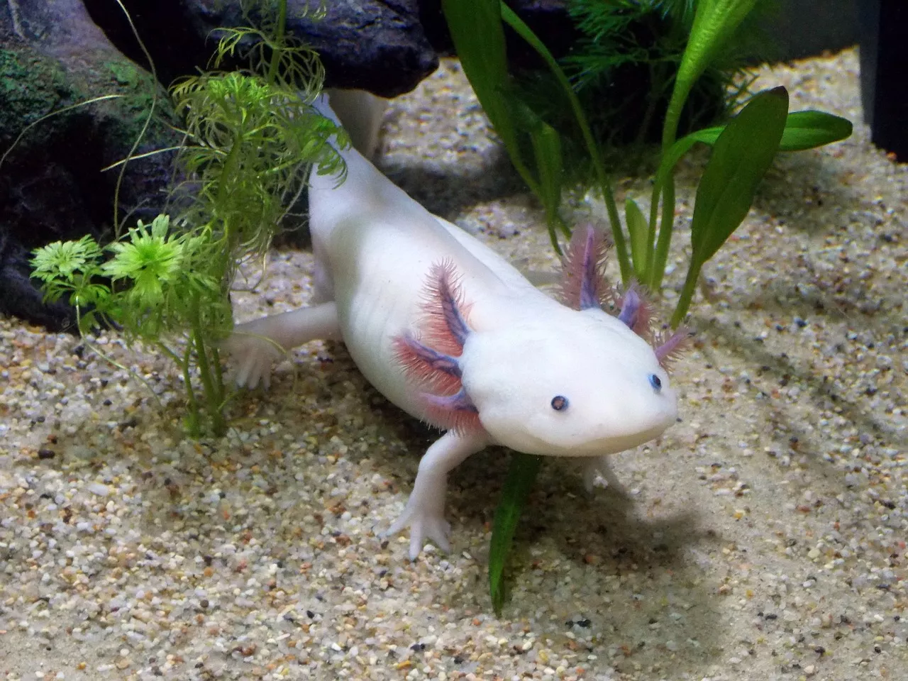 Axolotl mexický: chov chráněného vodního dráčka je levný a jednoduchý!