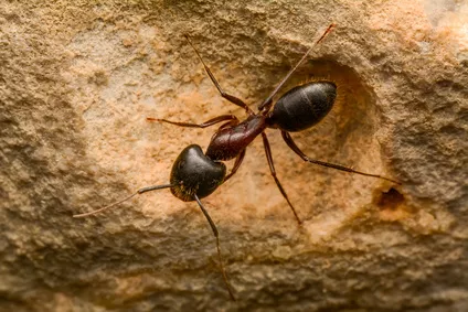 Fascinující život mravenců: pozorujte ho ve vlastním akváriu