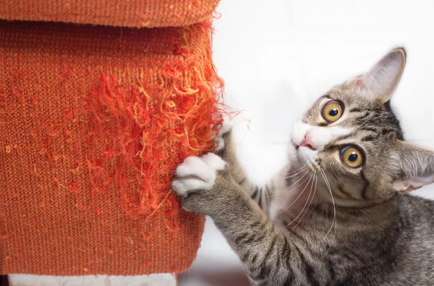 Jak vychovat kočku, aby byla spořádaná a čistotná? Buďte trpěliví a důslední