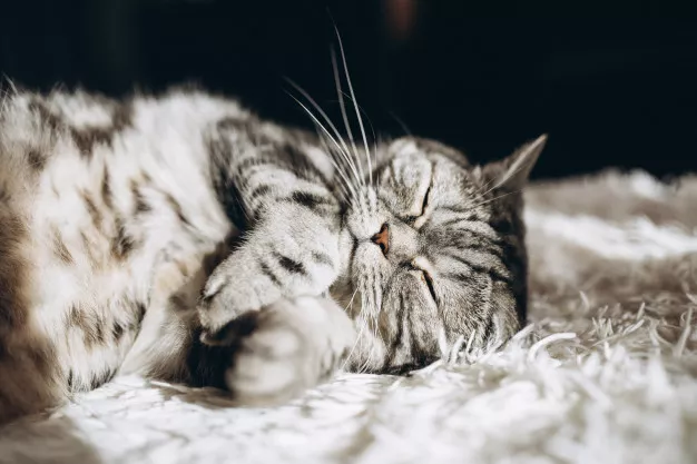 Jak ušít pelíšek pro kočku? Postačí i starý svetr nebo mikina