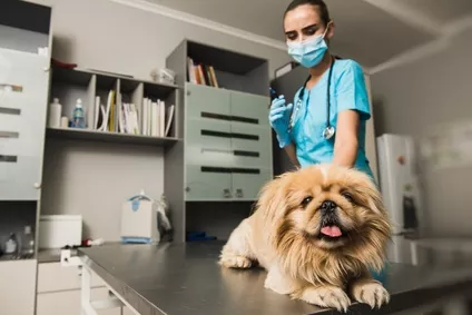 Očkování psů proti vzteklině: Vše, co potřebujete vědět