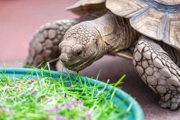 Chov suchozemské želvy: Jak na pestrý jídelníček