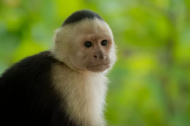 Opice kapucín je hravý netradiční mazlíček, se kterým se nebudete nikdy nudit