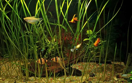 Akvaristika pro začátečníky: žádné akvárium není dost velké