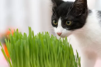 Kočičí tráva čistí kočce žaludek a dodává jí potřebné vitamíny a minerály
