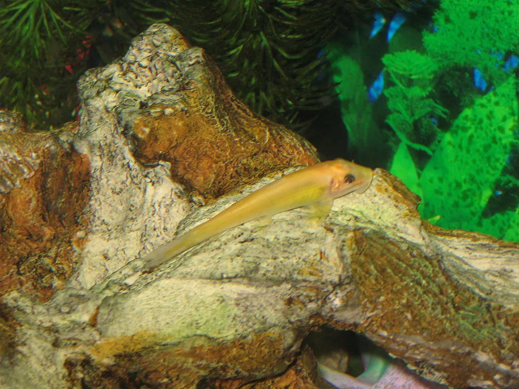 Rybičky do akvária: přísavka thajská neboli Gyrinocheilus aymonieri