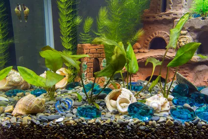 Dekorace a rostliny do akvária vám pomůžou zpestřit váš interiér