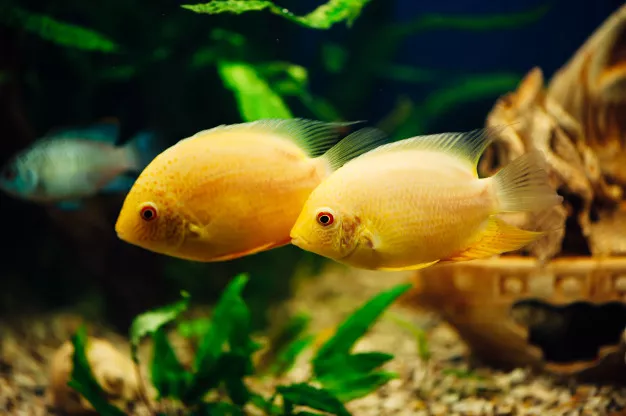 Nejoblíbenější akvarijní rybičky – jaké rybičky si pořídit do akvária II.
