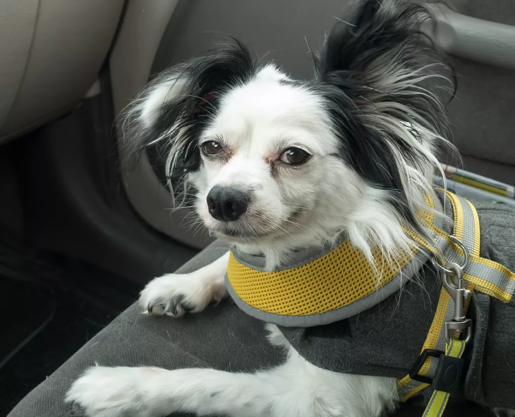 Cestování se psem v autě – autosedačka pro psa je důležitá i na krátké vyjížďky