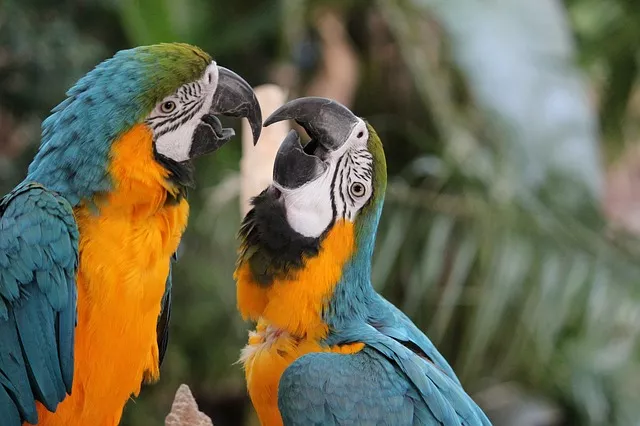 Papoušek ara: aktivní kamarád, který si s vámi rád popovídá