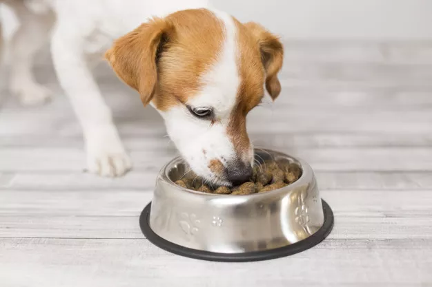 Co musí obsahovat výživa štěněte? Správné živiny jsou základ mazlíčkova zdraví