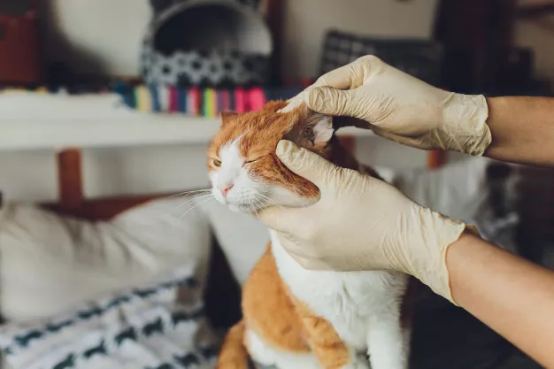 Čištění uší u koček nemusí být bojovka. Jak vyčistit kočce uši poradí i veterinář