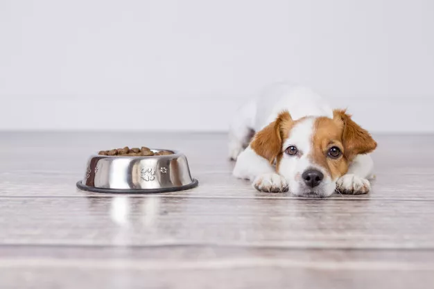 Jak rozeznat kvalitní krmivo pro psy? Čtěte důkladně složení na obalech a nenechte se napálit