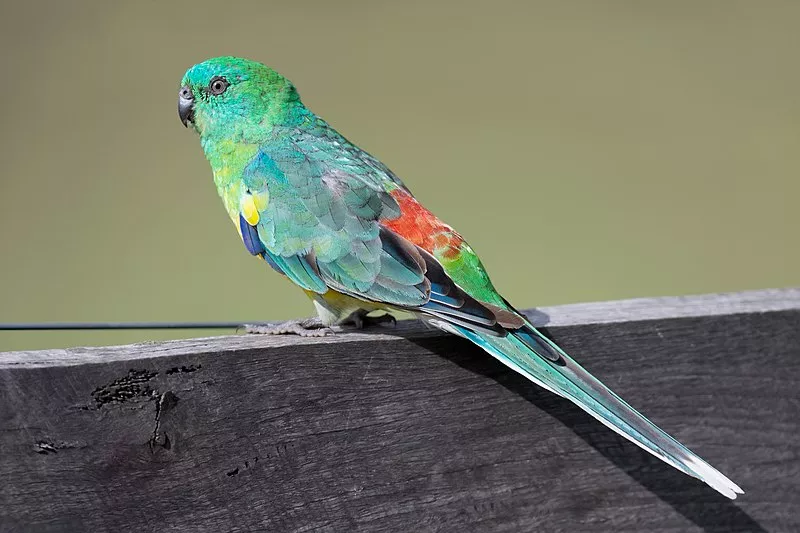 Papoušek zpěvavý – chov je snadný i pro začátečníky. Papoušek je odolný a vydrží i větší mrazy