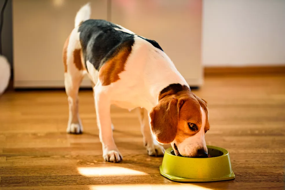 Čím krmit psa: Jak poznat kvalitní psí konzervy?