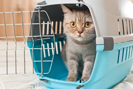 Přepravka pro kočky: pořiďte svému mazlíkovi přenosný domeček