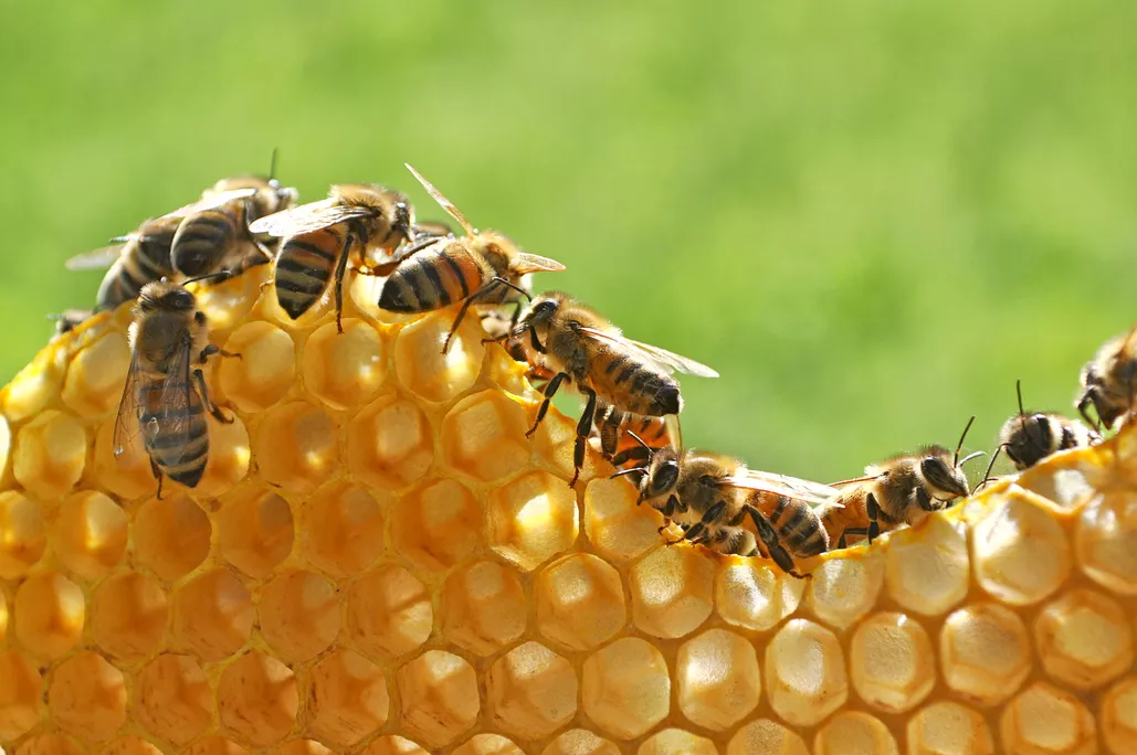 Chov včelích matek: pravidla a tipy pro začátečníky