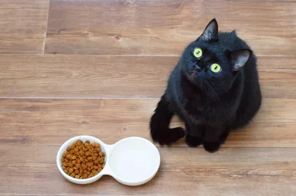 Veterinární diety pro kočky jsou potřeba hlavně při potížích s ledvinami nebo po rekonvalescenci