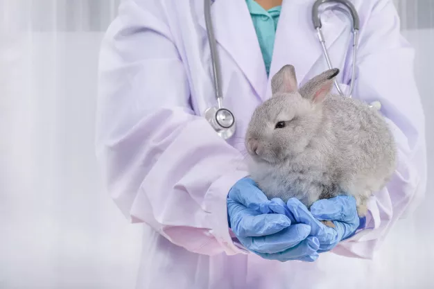 Kdy zajít s králíkem k veterináři? Postarejte se, aby měl zakrslý králík chov zdravý