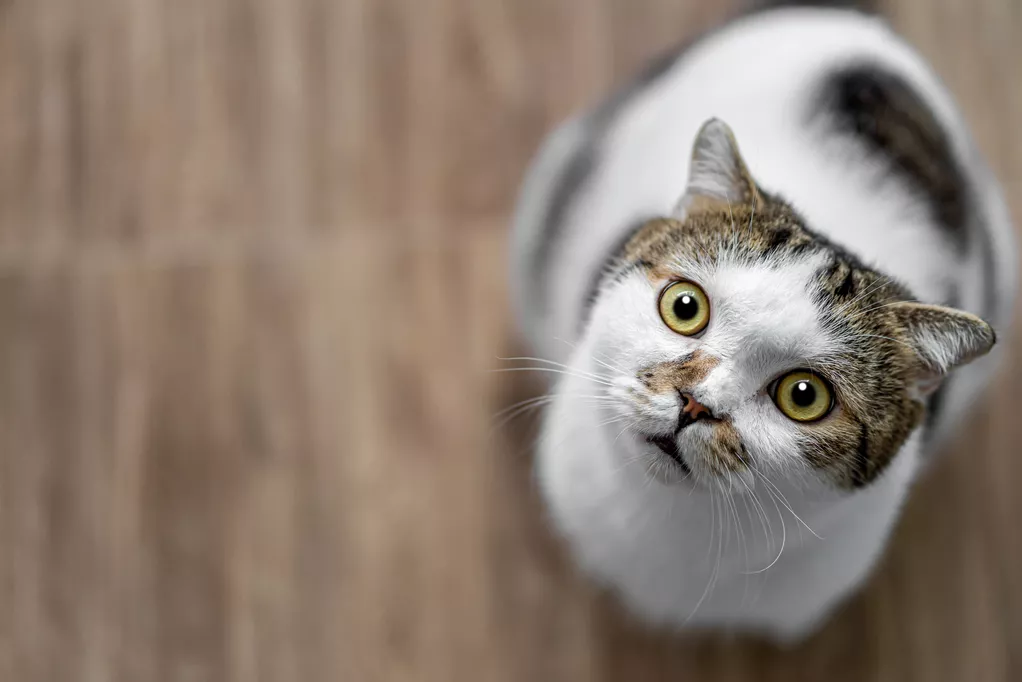 Víte, co způsobuje stres u kočky? Přinášíme tipy, jak zklidnit kočku