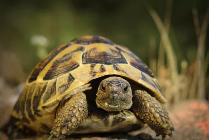Suchozemská želva vám může dělat společníka až 50 let. Chovat ji dokáže i naprostý začátečník