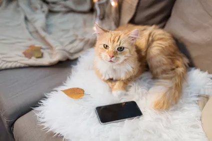 Víte, že existují i aplikace pro kočky na mobilu nebo tabletu? Víme, jak zabavit kočku trochu jinak, než jste byli doposud zvyklí