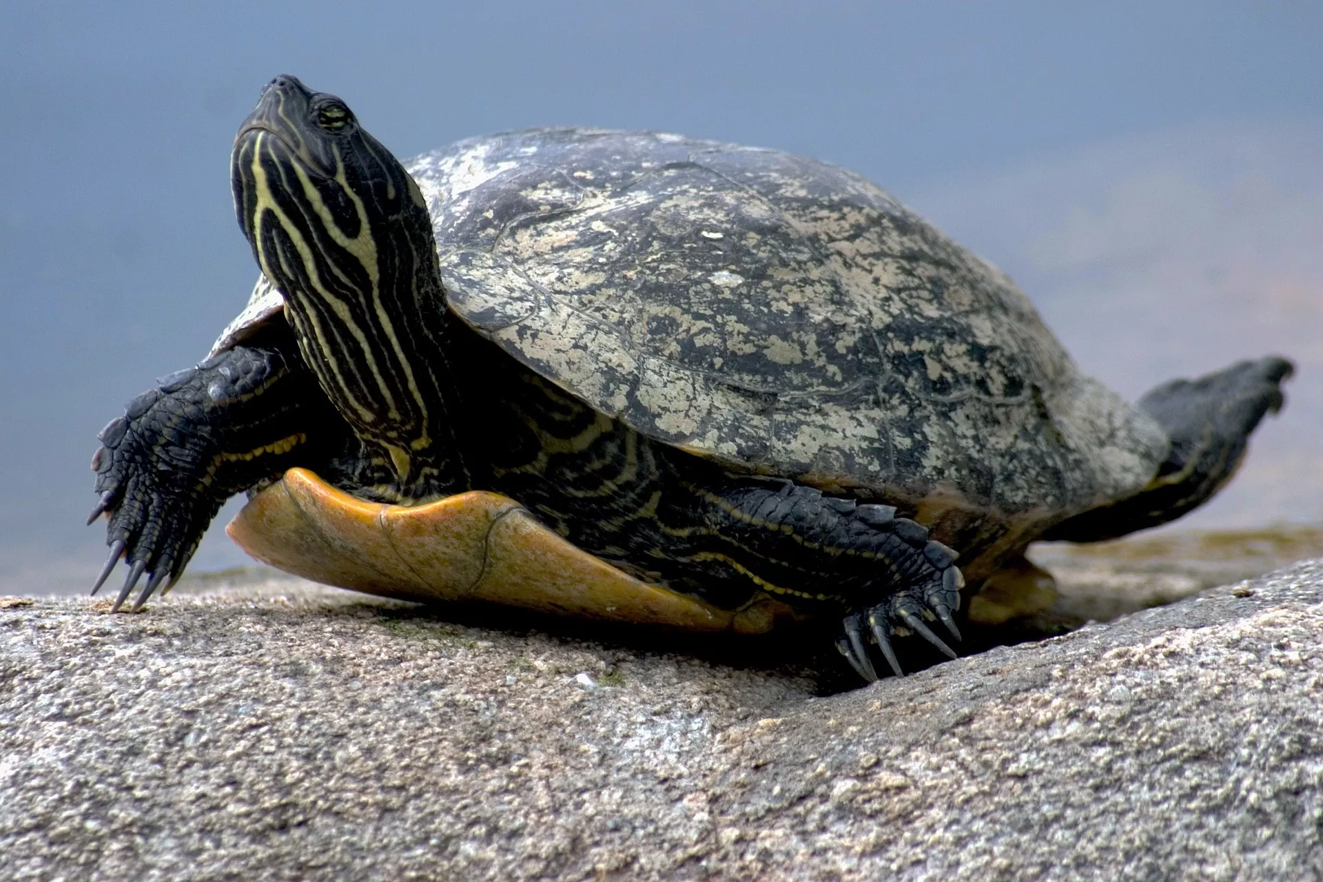 Chov želv může být někdy náročný. Želví řeč těla vám ale prozradí mnohé o jejich potřebách