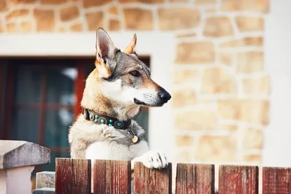 Německý ovčák, rotvajler nebo dobrman: Jaký hlídací pes je nejlepší pro naši ochranu