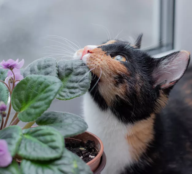 Jaké jsou příznaky a projevy otravy u koček a jak rychle reagovat?