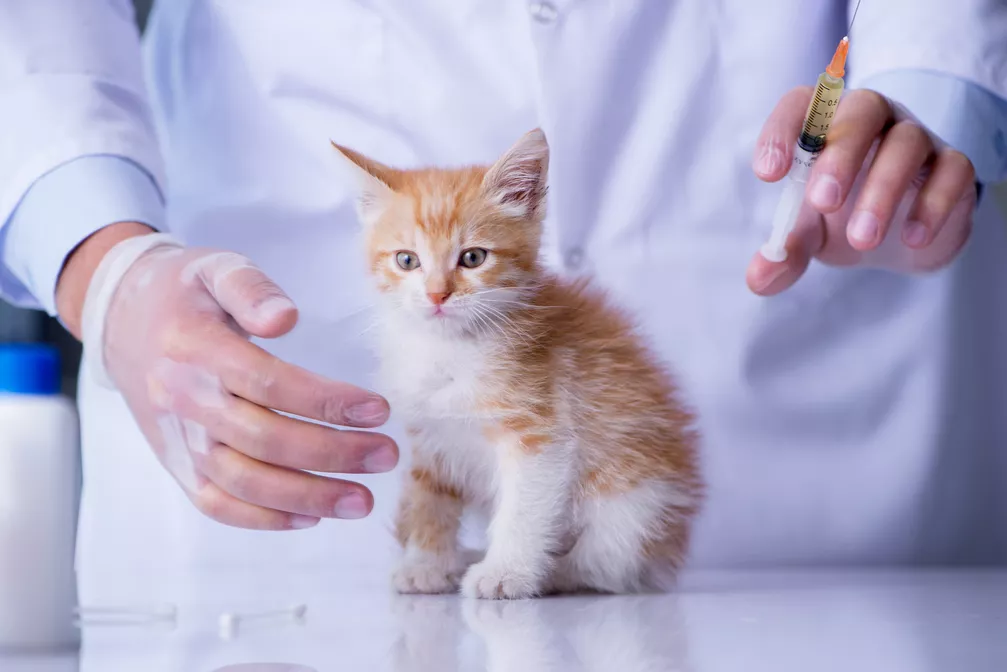 Kočičí mor: panleukopénie koček. Jaké jsou příznaky a léčba?