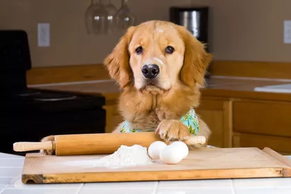 Jak sestavit psí jídelníček na týden? Poradíme, co by měl pes jíst, aby byl zdravý