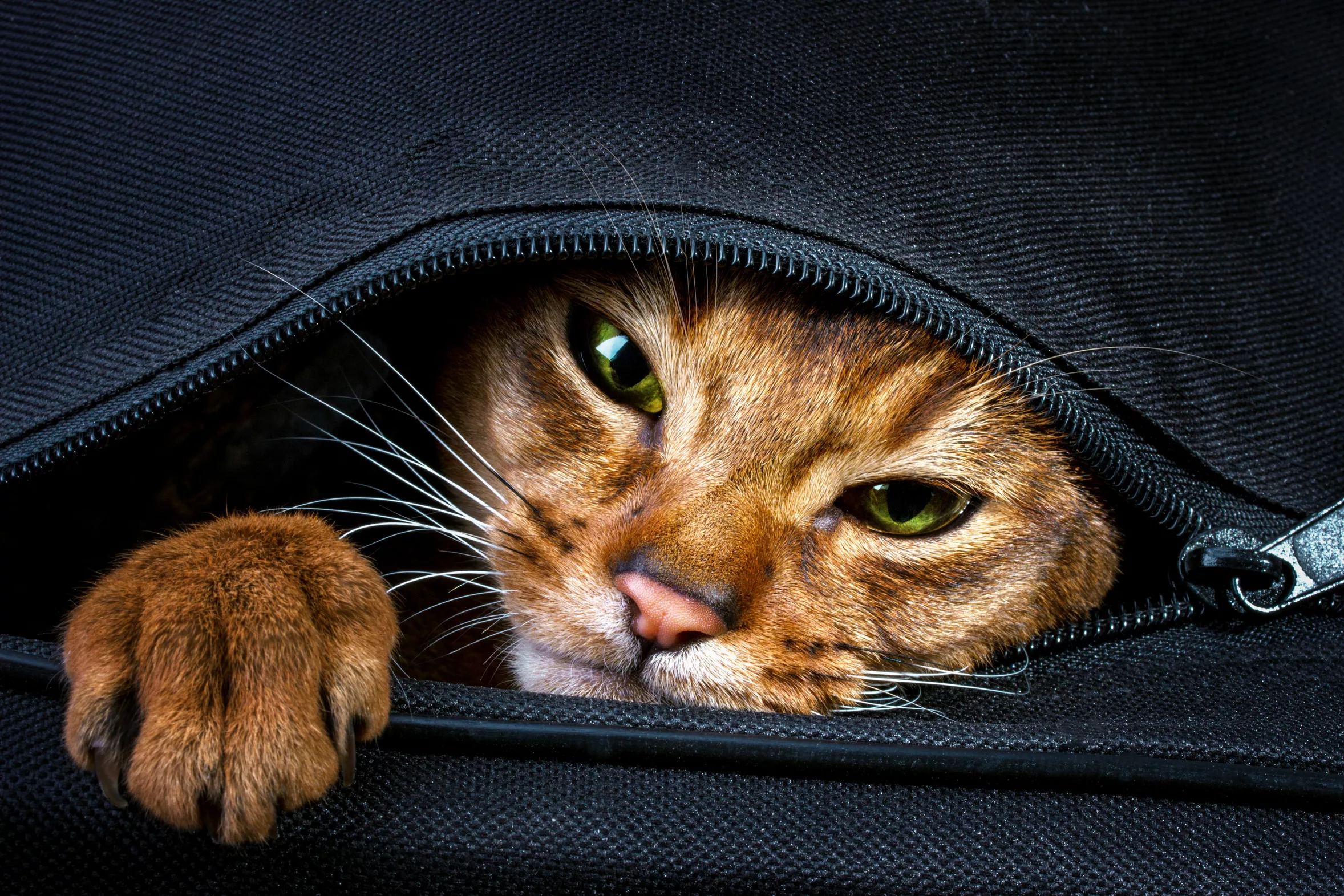 Nemoci koček přenosné na člověka – prevence a léčba