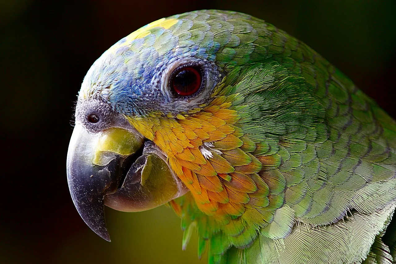 Chov papoušků nadchne každého, kdo si s mazlíčkem rád pokecá. Jaký bude pravý druh zrovna pro vás?