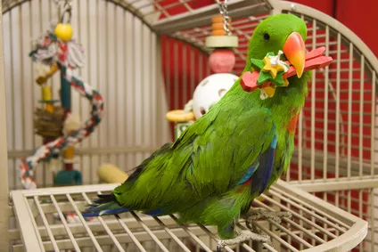 Jak vybavit papouščí klec? Hračky pro papoušky ho zabaví a potěší