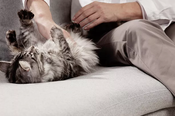 5 skvělých tipů, jak se starat o zažívání vaší kočky