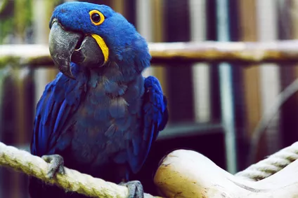 Dobrou noc, miláčku, nám může popřát i papoušek aneb Jak naučit papouška mluvit?