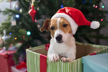 Pes jako vánoční dárek – ano, či ne?
