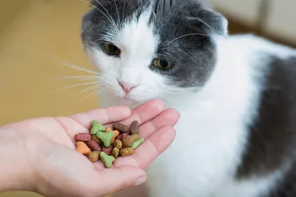 Ledvinová dieta pro kočky je nutná především u starších koček. Víte, co by měla obsahovat?