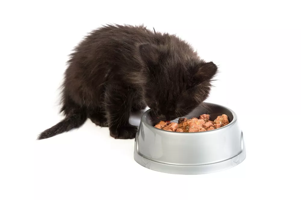 Čím krmit kotě? Jsou kapsičky pro koťata správnou volbou?