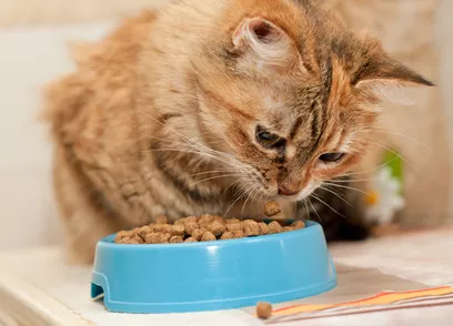 Jaké je ideální krmivo pro kočky? Prozradíme, proč jsou granule pro koťata lepší volbou
