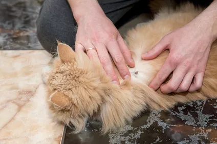 Jaké nemoci koček přenášejí klíšťata a proč si na ně dávat pozor?