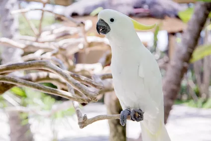 Papoušek Kakadu – přítel na celý život