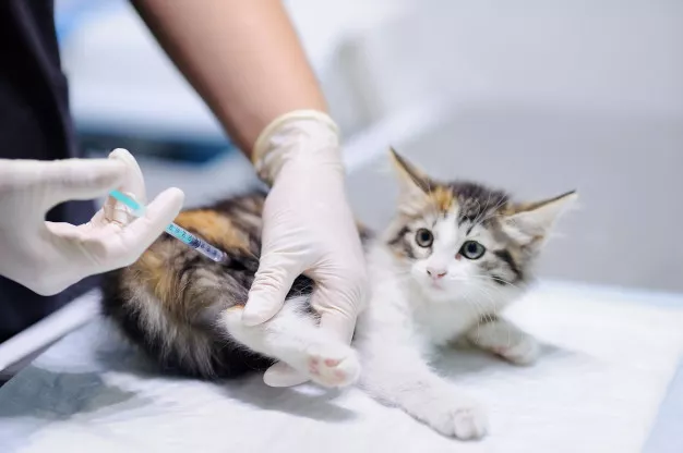 FELV u koček je neléčitelné onemocnění. Ochraňte mazlíčka očkováním!